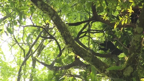 Howler monkey, Veracruz, Mexico Stock Footage 97930251