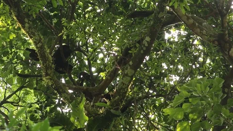 Howler monkey, Veracruz, Mexico Stock Footage 97930279