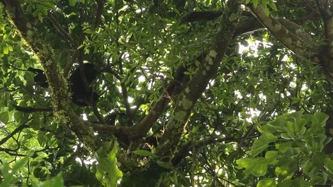 Howler monkey, Veracruz, Mexico Stock Footage 97930343