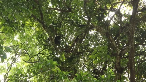 Howler monkey, Veracruz, Mexico Stock Footage 97930358