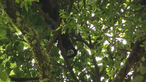Howler monkey, Veracruz, Mexico Stock-Footage 97930425