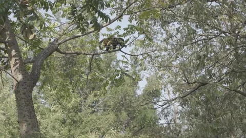 Howler monkey walking among tall trees, slider movement revealing behind 動画素材 171152875