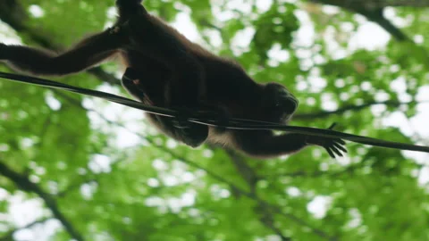 Howler Monkey Walking on Wire Cable in Lush Green Tropical Rainforest Canopy. Stock Footage 342212557
