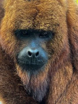 Howler monkey in the wild Stock Photos