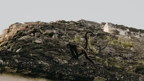 Howler Monkeys Climbing Ancient Temple Ruins at Tikal, Maya Biosphere Reserve Stock Footage 341429592
