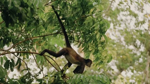 Howler Monkeys Climbing in Tikal Rainforest, Maya Biosphere Reserve, Guatemala Stock Footage 341064170