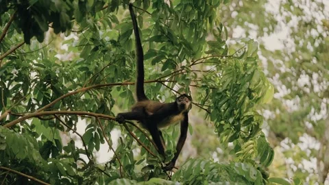 Howler Monkeys Climbing Trees in Maya Biosphere Reserve, Tikal Guatemala Jungle Stock Footage 341438374