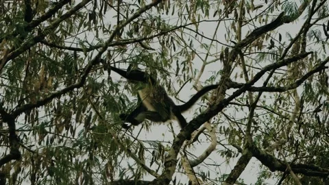 Howler Monkeys Climbing Trees near Tikal Mayan Ruins, Maya Biosphere Reserve Stock Footage 341512092