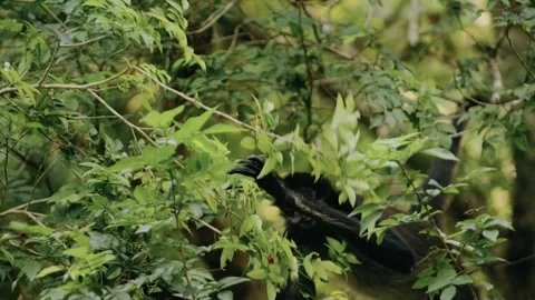 Howler Monkeys Foraging in Tikal Jungle, Maya Biosphere Reserve Guatemala Stock Footage 341064205