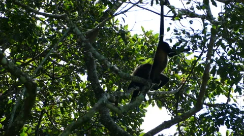 Howler monkeys jumping and playing in a tree Stock Footage 59138981