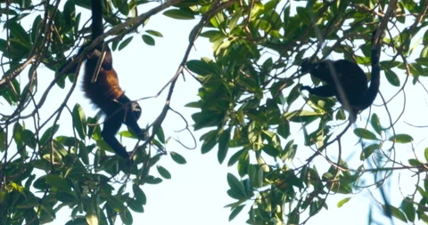 Howler Monkeys In Jungle Tree Both Forging For Food Hanging And Sitting Stock Footage 137572304