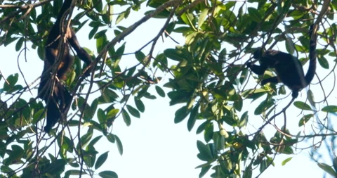 Howler Monkeys In Jungle Tree With One Forging For Food And The Other Hidden Stock Footage 137573630