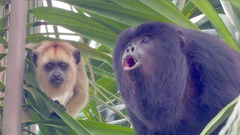 Howler Monkeys Stock Photos