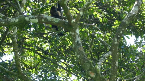 Howler monkeys playing and jumping around in a tree Stock Footage 59138611