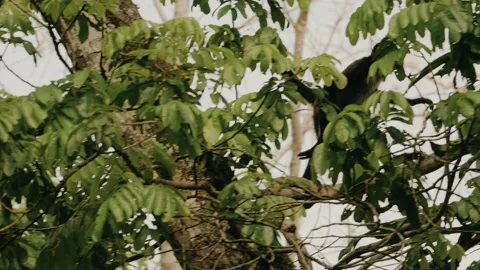 Howler Monkeys Running on Treetops, Maya Biosphere Reserve, Tikal Ruins Stock Footage 341512066