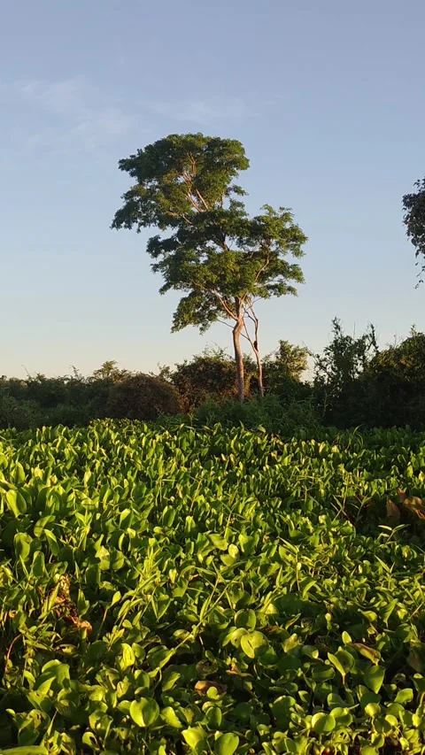 Howler monkeys in a tall tree by Cuiabá River, Pantanal, Brazil at sunset Video stock 310208561