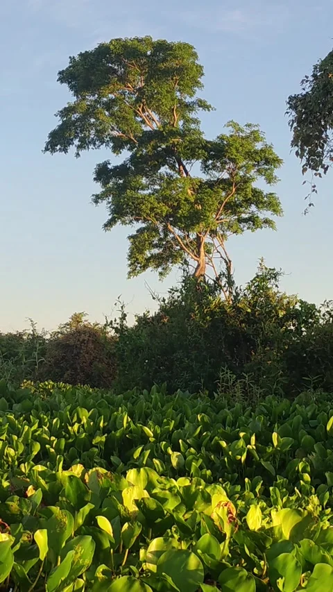Howler monkeys in a tall tree by Cuiabá River, Pantanal, Brazil at sunset Stock Footage 310208573