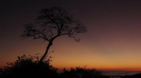 Howler Monkeys in a Tree at Dusk Stock Footage 60848610