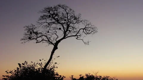 Howler Monkeys in a Tree at Sunset Vídeos de archivo 60850087