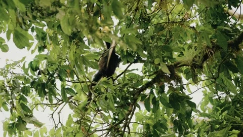 Howler Monkeys Using Tails for Balance in Tikal Maya Biosphere Jungle Guatemala Stock Footage 342694140