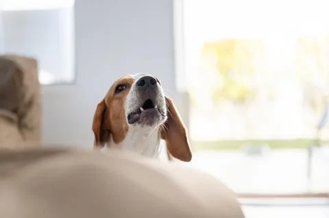 Howling beagle dog Stock Photos