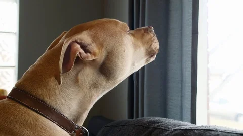 Howling Brown Pitbull Puppy Dog Responds to Tornado Sirens with Audio Stock Footage 124898341