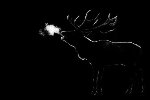 Howling of a deer with a black background Stock Photos