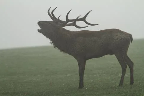 Howling of deer during the rut Stock Photos
