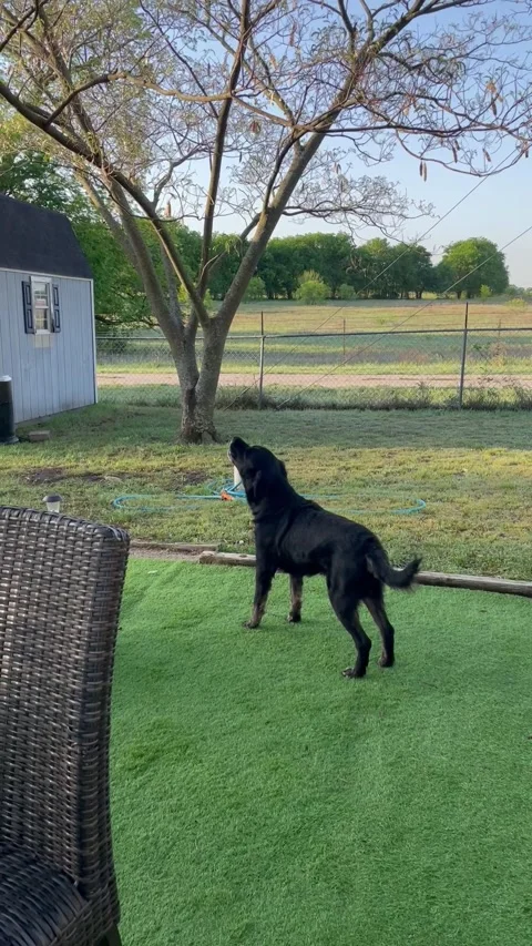 Howling dog Stockbeeldmateriaal 186058829