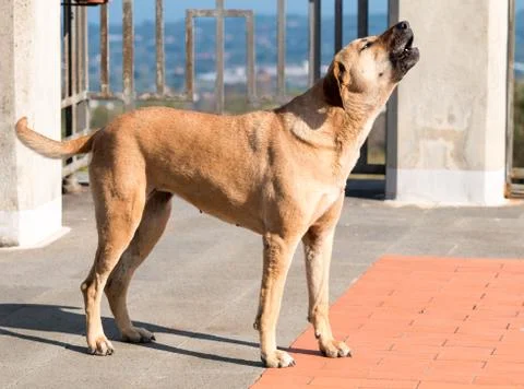 Howling dog Stock Photos