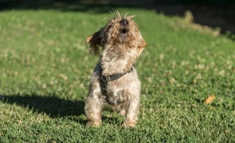 Howling dog Foto stock