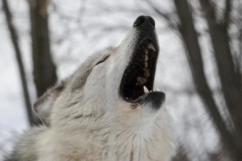 Howling Gray Wolf close up Stock Photos