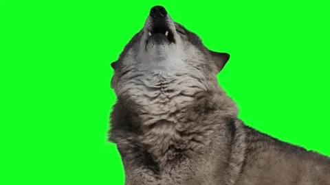 Howling gray wolf on green screen Stock Footage 329696909