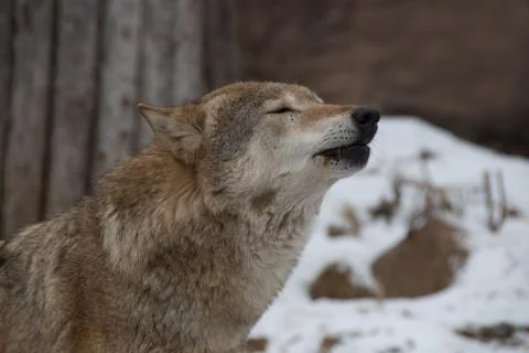 Howling gray wolf Stock Photos