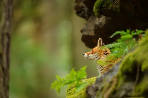 Howling head of a fox among rocks in a forest environment 库存照片