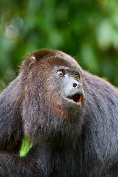 Howling monking Stock Photos