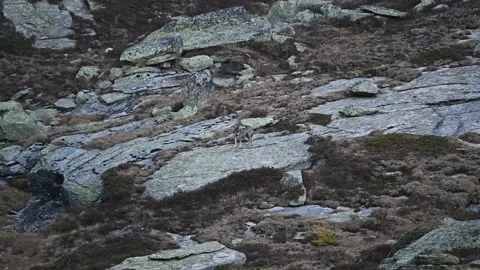 Howling in the mountains, face to face with the Italian wolves Stock Footage 292376633