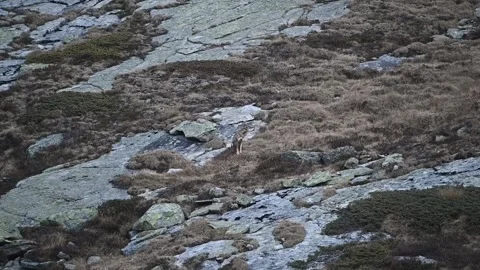 Howling in the mountains, the Italian wolf (Canis lupus italicus) Stock Footage 292376898