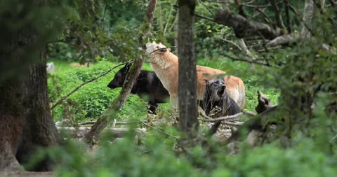 Howling of a Timberwolf in the forest Stock Footage 140193234