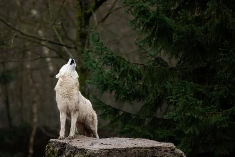 Howling of white wolf in the forest Foto stock