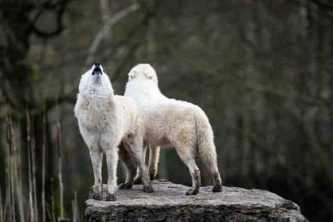 Howling of white wolf in the forest Stock Photos