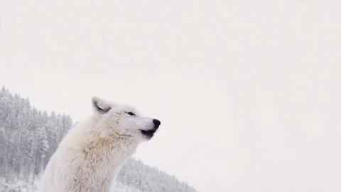 Howling white wolf on a white background in winter Stock Footage 324759406