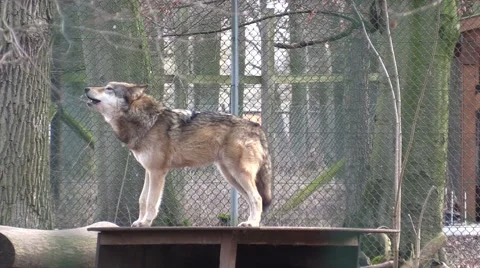 Howling wolf in a zoo in Germany Stock Footage 47821201