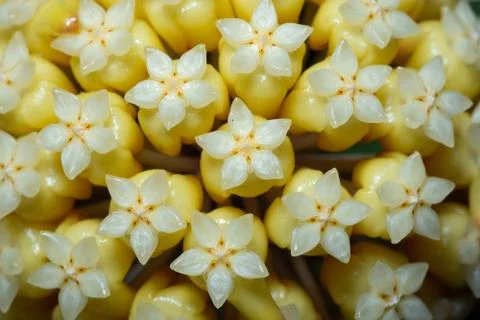 Hoya flower macro Stock Photos