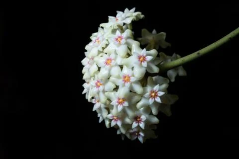 Hoya flower macro Stock Photos