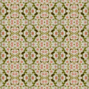Hoya flowers seamless pattern background Stock Photos