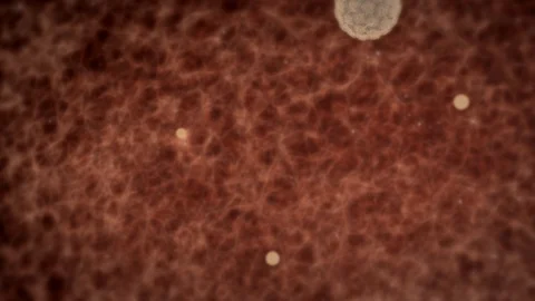 HPV on Basement Membrane Stock-Footage 113219248