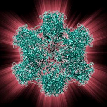 HPV L1 surface protein Stock Illustration