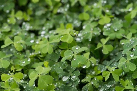 Hree leaf clovers Stock Photos