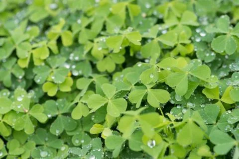 Hree leaf clovers Stock Photos